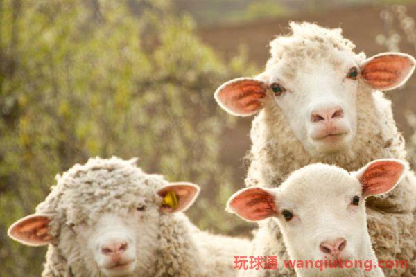 发现赌博平台有“特殊漏洞”，他“薅羊毛”获利3000万