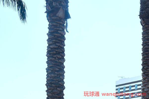 一名中国籍赌客携带1亿美金行马拉松赌博，洛杉矶DC被罚款50万美元